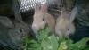 Foto de Granja de conejo -conejos para mascota y para consumo