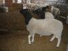 Foto de Granja ovina hd