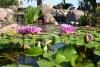 Foto de Estanques de Jardn en Mxico - Paisajismo - Acuapaisajismo -