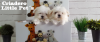 Foto de Criadero Little Pets Mxico
