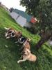 Foto de Habilidades caninas Ecatepec