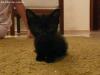 Foto de Gatita en adopcion
