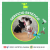 Foto de Foxy esttica canina